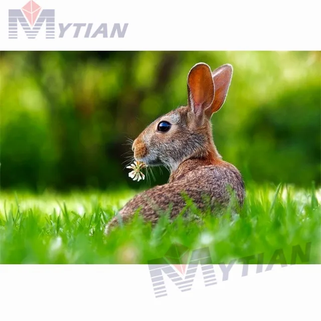18101670 5D DIY Full Drill Square Round Diamond Painting Cross Stitch Rabbit on Grass Diamond Embroidery Rhinestone Needlework Wall Art