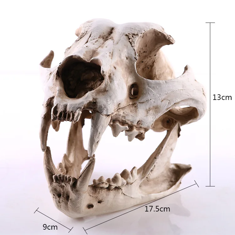 Details about   Wild Dog Skull Models High Simulation Resin Skull Model Home Statue Collectible 