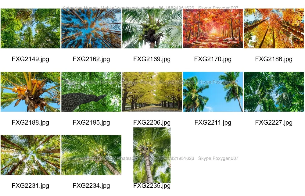 coconut  and trees-0031