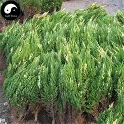 Здравствуйте noki Cypress Tree Semente 120 шт. растение Chamaecyparis obtздравствуйте USA Hi-noki Tree