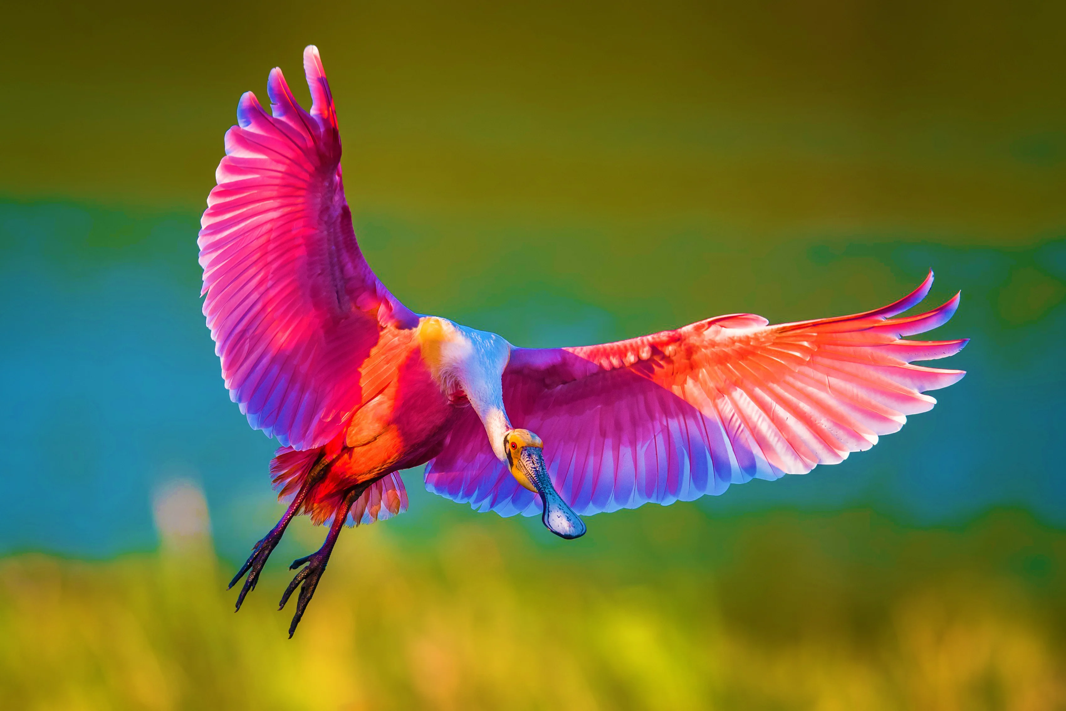Птица с 6 крыльями. Розовая колпица Крылья. Колпица Ибис. Колпица Райская птица. Roseate Spoonbill птица.