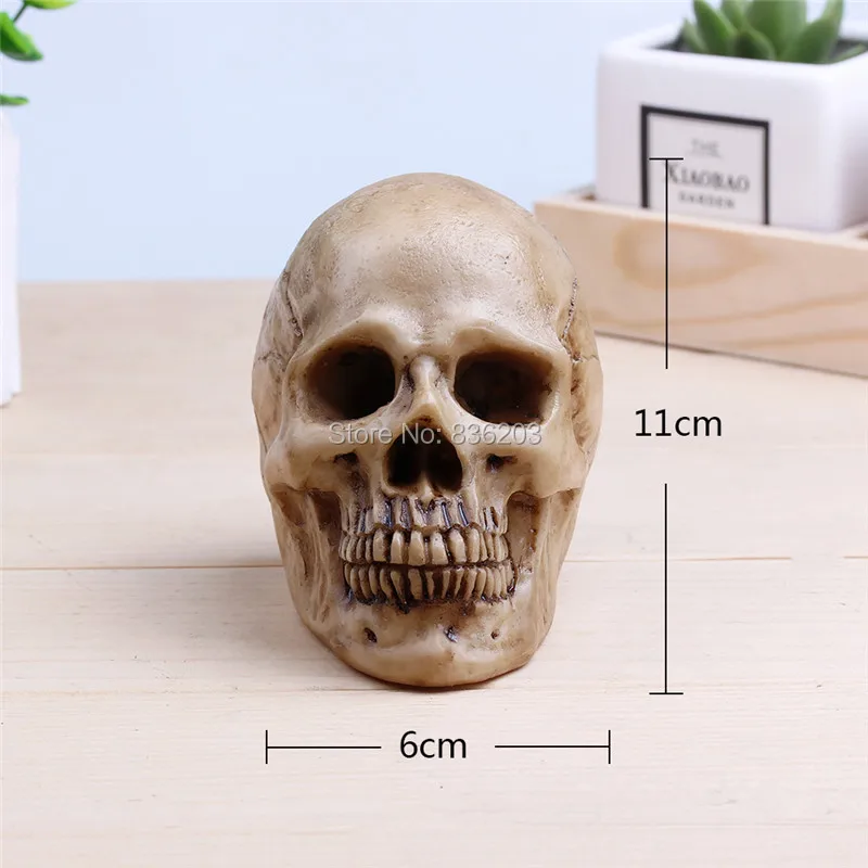 

for sale Human Skull pelvis jaw Resin Replica Medical Model anatomy skeleton dental anatomical anatomia Exploded skull