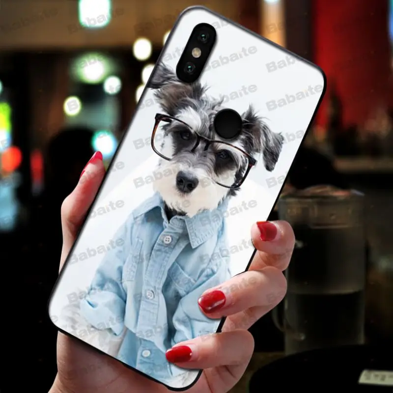 Miniature schnauzer puppy dog