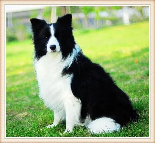 small border collie