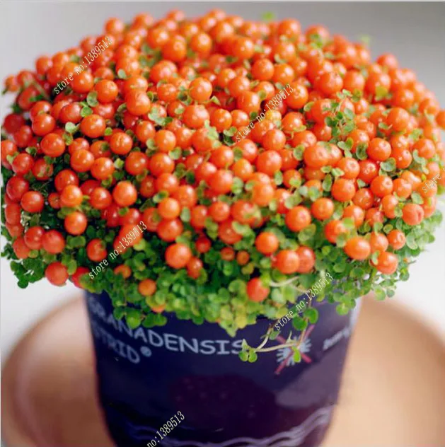 Image 50PCS Lamp Beads Grass Seeds Diy Potted Plants Indoor   Outdoor Pot Seed Germination Rate Of 95%