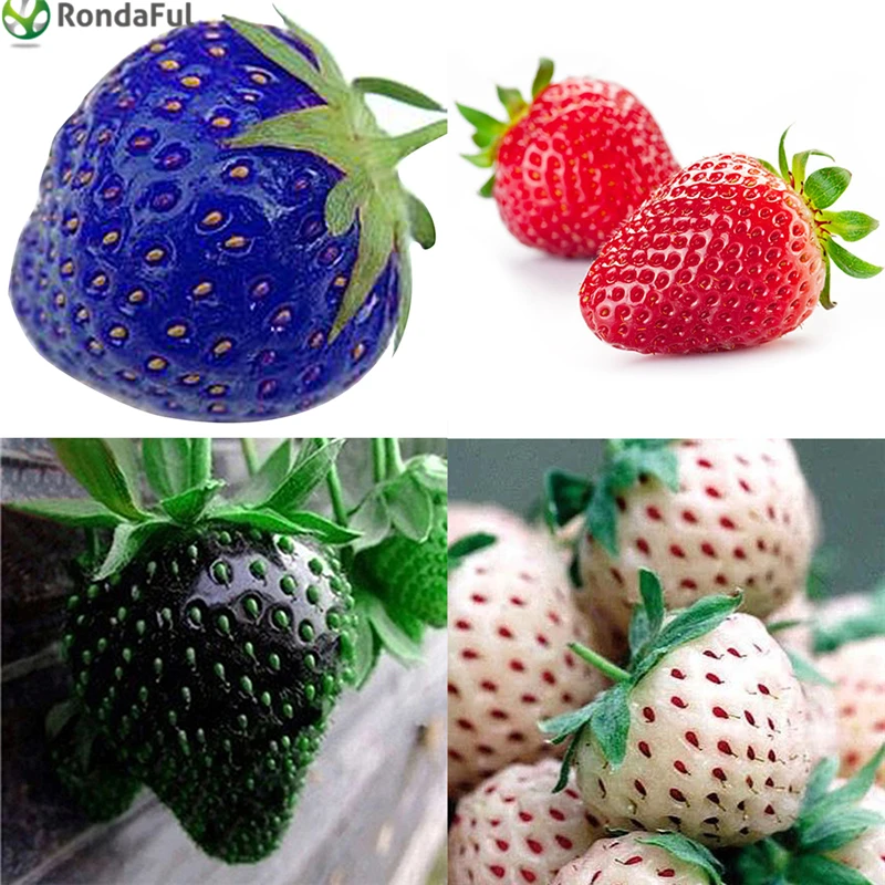 Popular Red Pineapple PlantBuy Cheap Red Pineapple Plant