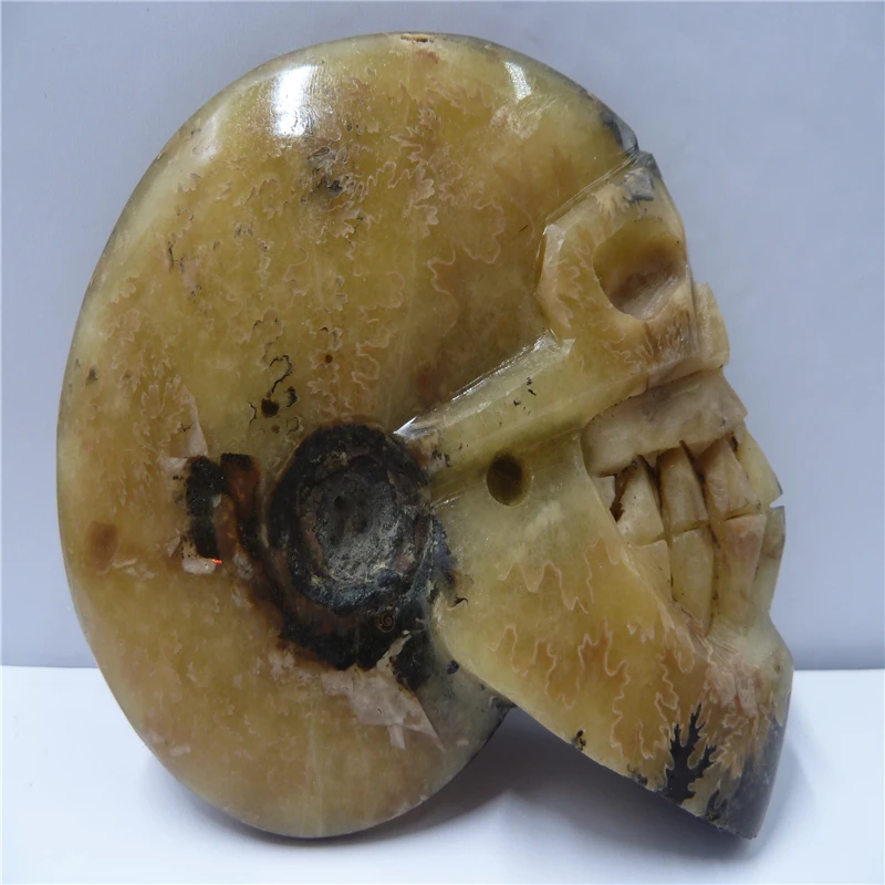 

NATURAL Conch fossil Crystal carved skull HEALING T429