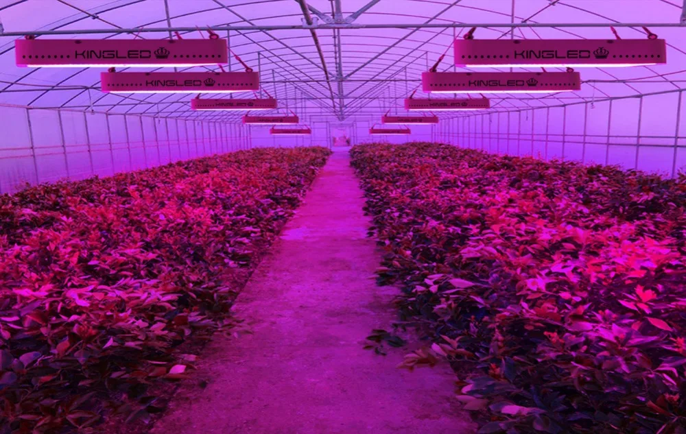 Светодиодный светильник для выращивания полный спектр KING светодиодный 600 Вт/1000 Вт/1200 Вт/1500 Вт/2000 Вт/3000 Вт для комнатных растений растительный тент veg bloom seeding phyto