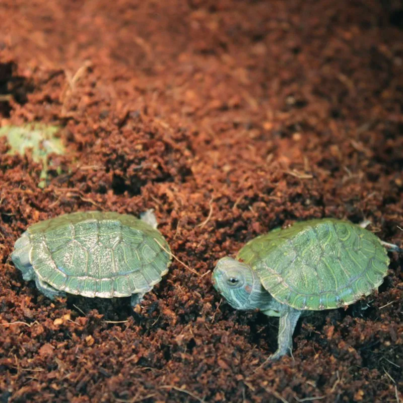 

Reptile Coconut Fiber Substrate Bricks Natural Beddings Soil For Terrariums Fish Tank Supplies Terrarium Reptile Bedding Sand