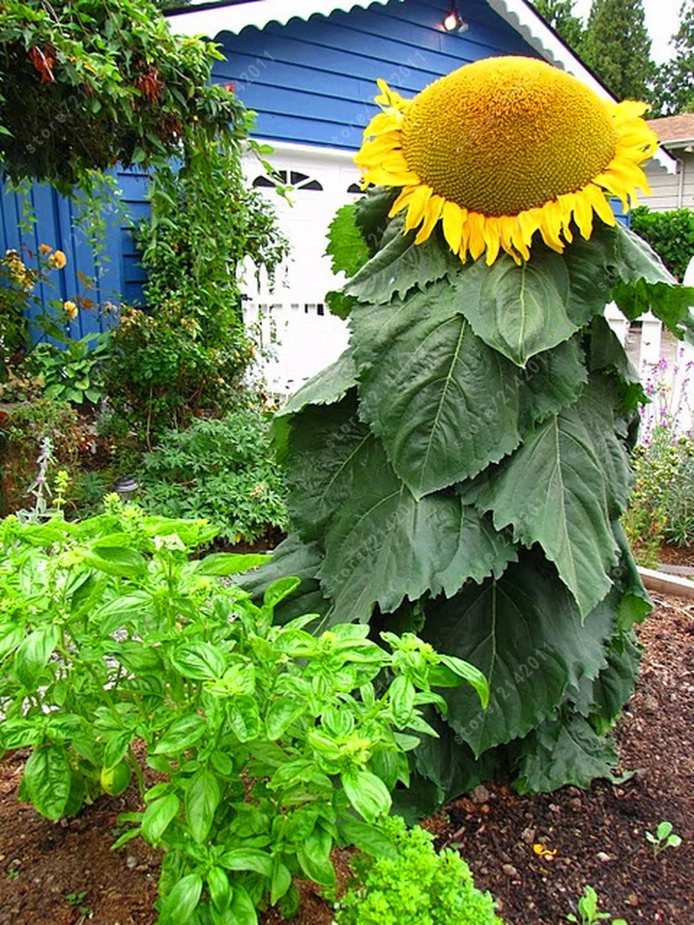 

20 pcs/bag Skyscraper "8 Feet Tall" Sunflower plants Easy To Grow Annual Giant Novel Blooming Plants for Home Garden