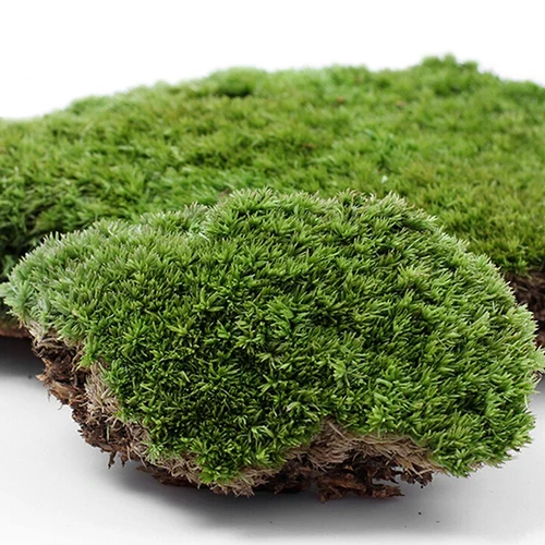 Home Party Decoration Artificial Green Grass Moss Plant Ornament