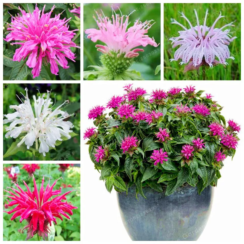 

Promotion 100 Pcs Monarda didyma Bonsai United States Mint Bonsai Aromatic plant Bonsai DIY Home Garden Flower Plant