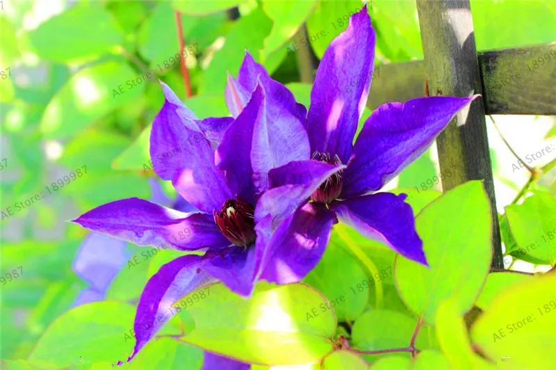 105 шт. клематис Бонсай синий клематис гибриды Висячие Цветы горшки для балкона цветущие растения Sementes De Flores - Цвет: 15