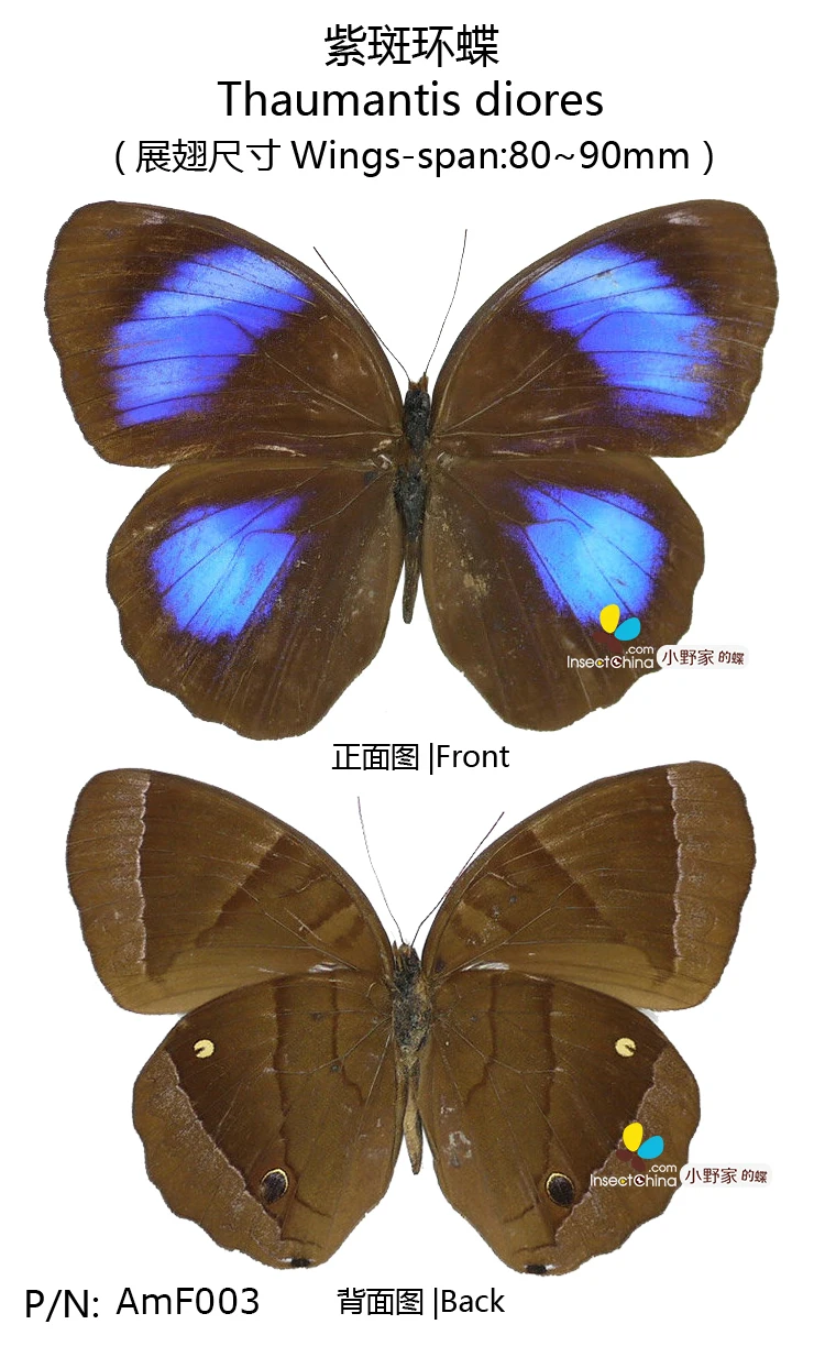 Thaumantis dioresin Figurines & Miniatures from Home & Garden on