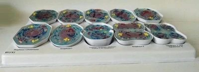 TB2Di55XZyYBuNkSnfoXXcWgVXa_!!1681109402.jpg_400x400.jpg_.webp