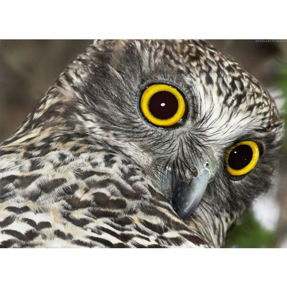 Совушка статуэтка серебристые. Ночные хищные птицы представители. Сова 5 ре. Т5 сова. Фигурка "сова" 20*8*8 см.