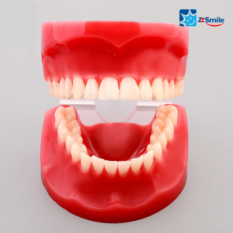 Природа Размер Зубы Модель с полной и половинной шарнир/Стоматологическое научить Исследование Модель M7003