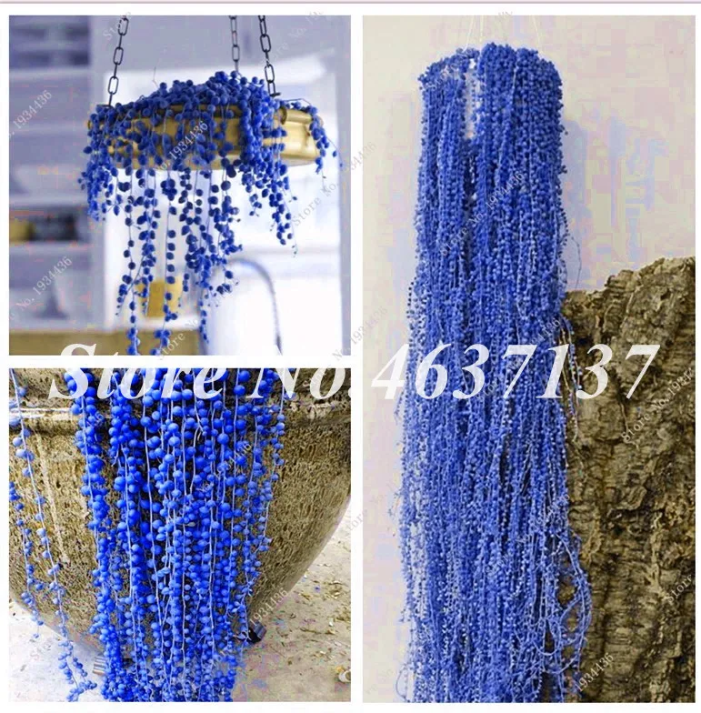 

100Pcs Dark Blue Hanging Pearl Chlorophytum Bonsai Beads Garden Succulentas Potted Indoor Air Purification Office Desktop Flower