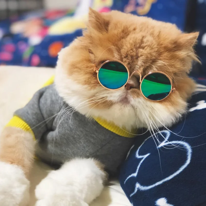 Aliexpress.com : Buy Fashion Cat Glasses Small Pet