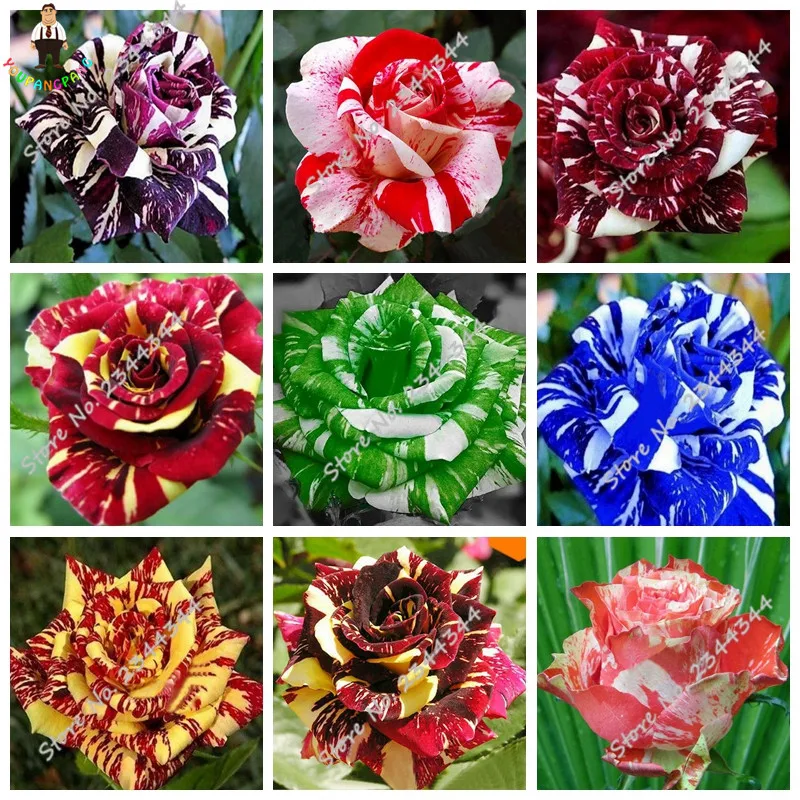 

20 pcs/bag tiger striped rose bonsai Exotic rare bonsai Rosa flower bonsai indoor beautiful roses Flowers for rooms