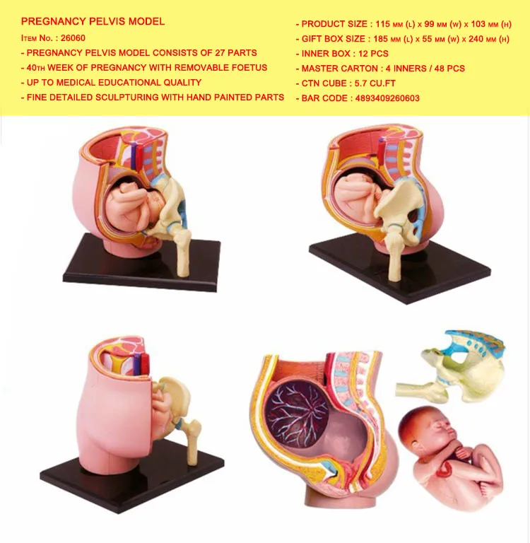 PREGNANCY PELVIS MODEL