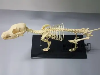 

dog skeleton model pet animal dog teaching skeleton model