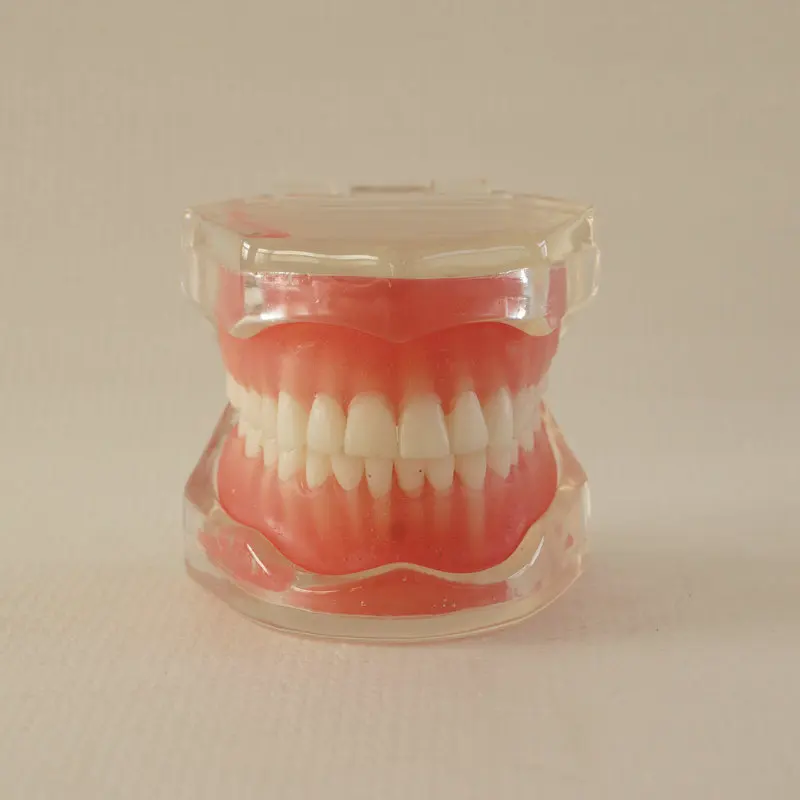 Modelo de Dentes Removíveis para o Treinamento Modelo para Dentista Dental Dentes Goma Macia Adulto Typodon Educação 1pc 28 Pçs 6 High Quality Beleza e saúde