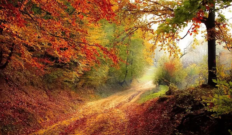 

Beautiful Oil Painting on Canvas Hand Painted Landscape Wall Art Picture Autumn Senery for Home Decoration No Framed