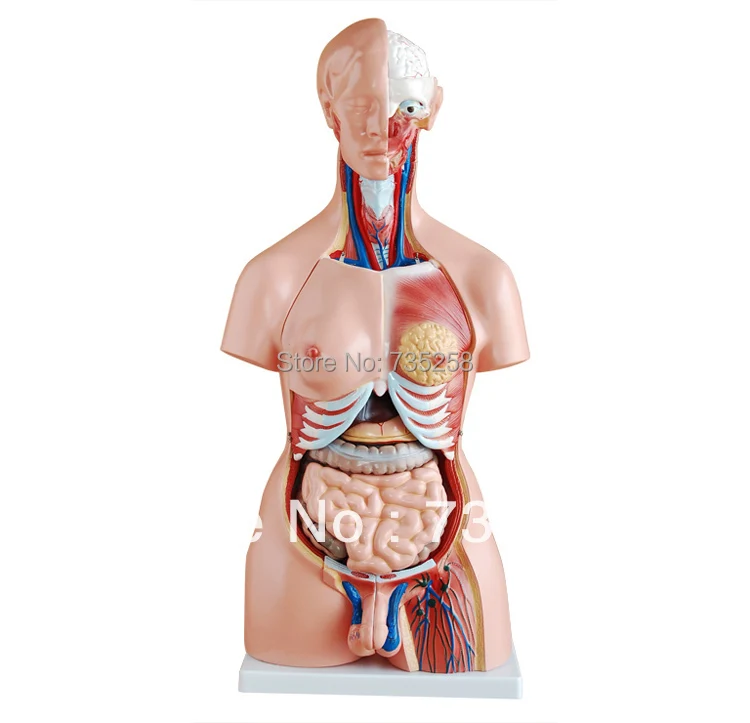

Model 85 cm Body Anatomy ,The Male And Female Genitals Interchangeable Torso Model