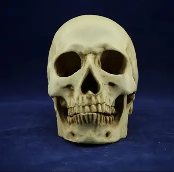 

Human Skull Resin Replica Medical Model Lifesize anatomy skeleton dental anatomical brain anatomia Exploded skull