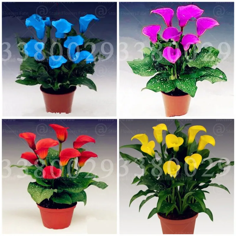 

100Pcs Calla Lily Bonsai Plants Rare Indoor Potted Flowers Rhizome Zantedeschia Aethiopica Bonsai Houseplants Home Garden Plants