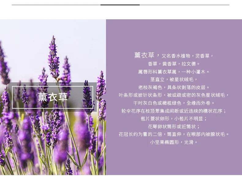 薰衣草介绍.jpg