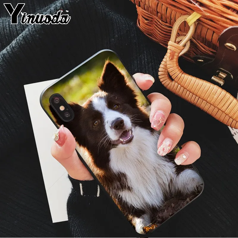 cute Border collie Dog