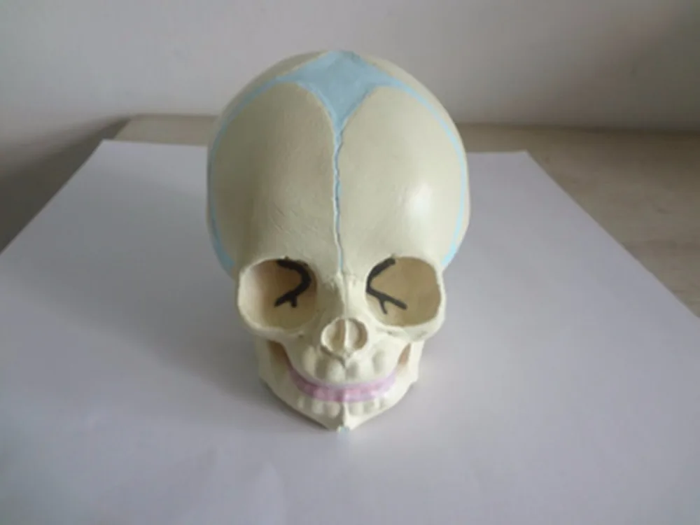 

Infant skull model,Fetal/baby Skull Model