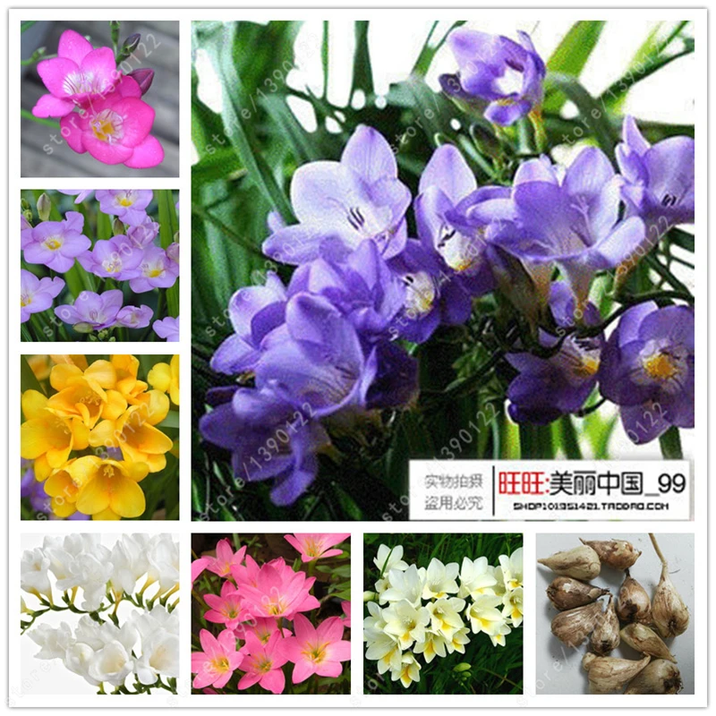 True freesia bulbs,flower freesia,Indoor Pot Flowers Orchids,Freesia Rhizome flower bulbs,Floral quiet home garden plant-2bulbs