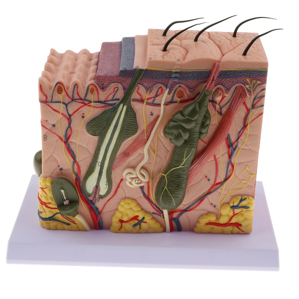 Magnify 70X Human Anatomical Skin Texture Subcutaneous Tissue Dissection Model Anatomy Biology Medical Teaching Aids