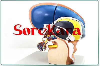 

Human Anatomical Diencephalon Telencephalon Thalamus New Medical Teaching Model School Hospital