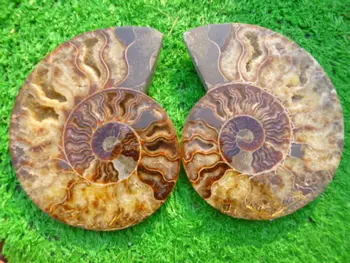 

940g(2.06 lb)1 Pair Half Cut Ammonite Shell Fossil Specimen Madagascar