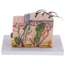 35X увеличенная 3D текстурная модель кожи человека структура анатомическая модель для школы обучающий инструмент обучающий дисплей лабораторные принадлежности