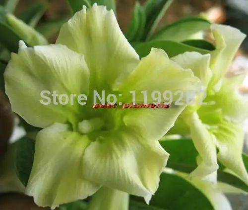 

100% Genuine " Green_Diamond " Adenium Obesum - 10 pcs - Bonsai Desert Rose Flower Plants