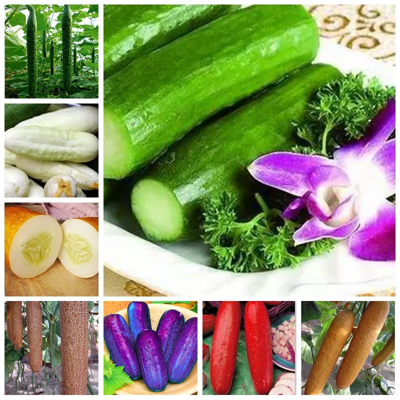 

100 pcs Green Cucumber Bonsai Long Japanese Outdoor Cucumber Plant In Bonsai Delicious Vegetable & Fruit Planta For Home Garden