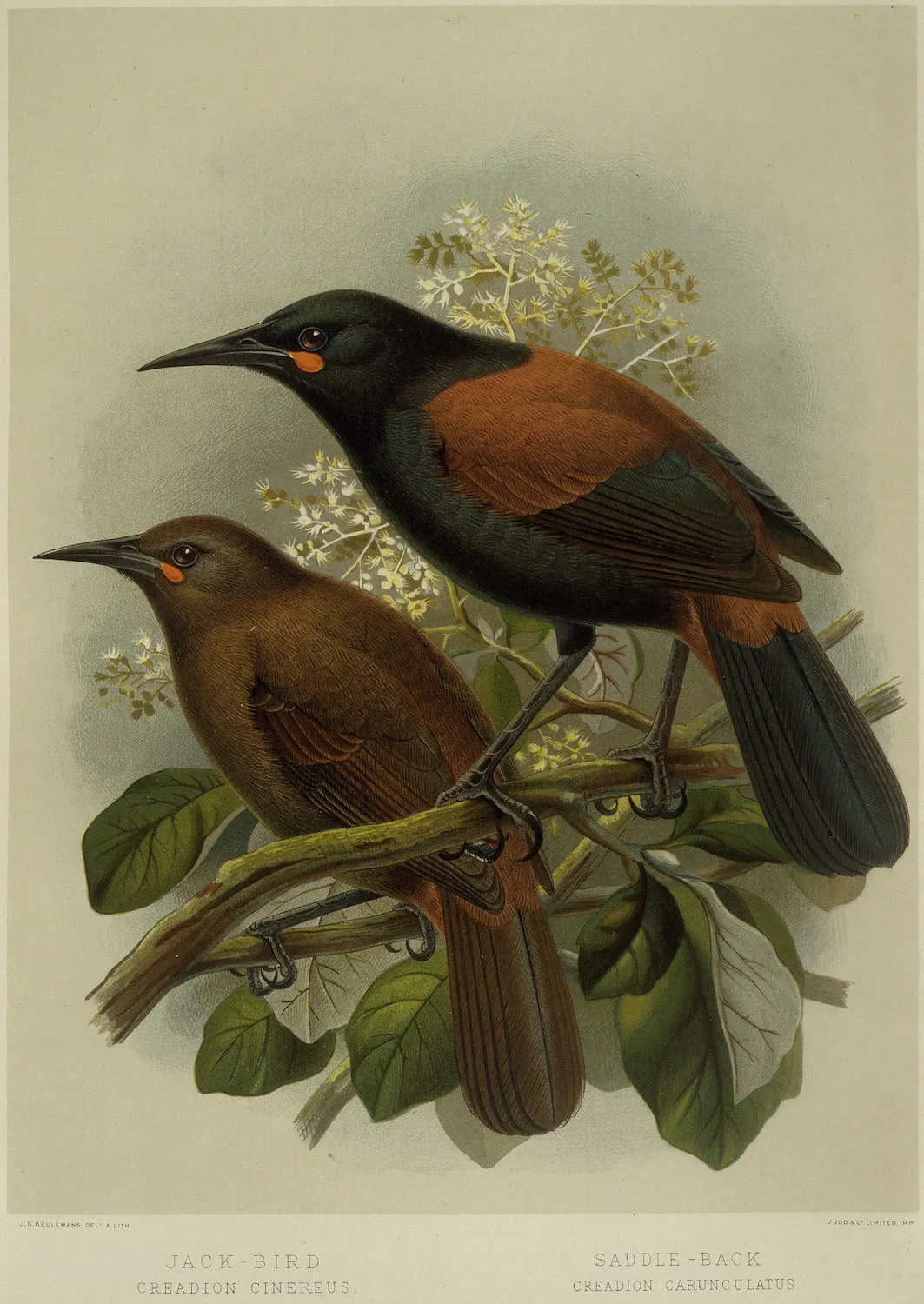 Классический настенный холст для путешествий из новой Zealand серии NZ anative Birds