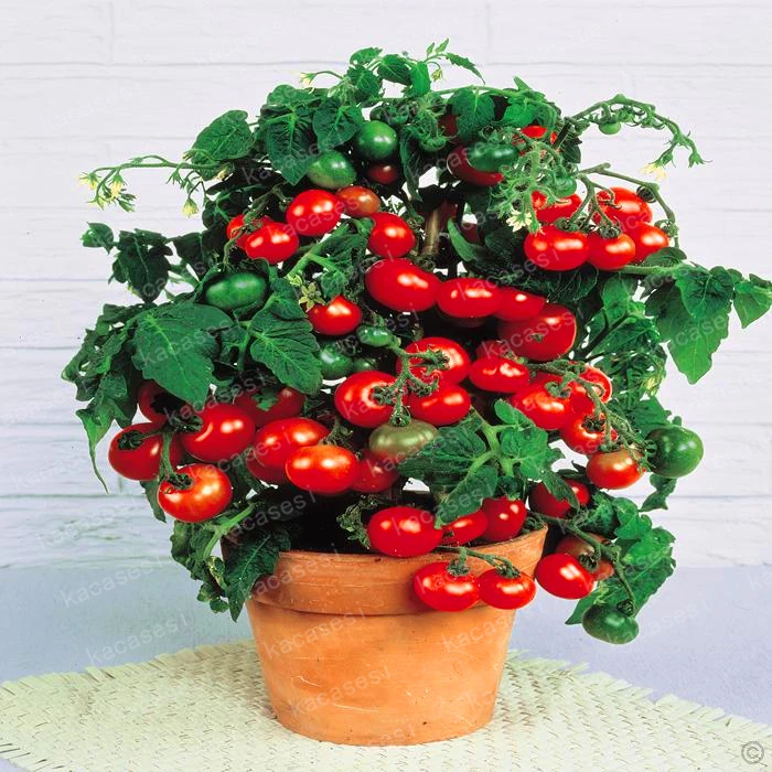 Potted Seasons Vegetable Cherry Fruit Tomato plants bonsai Cherry Small toamto 200pcs/bag Potted Seasons Vegetable Cherry Fruit Tomato plants bonsai Cherry Small toamto 200pcs/bag