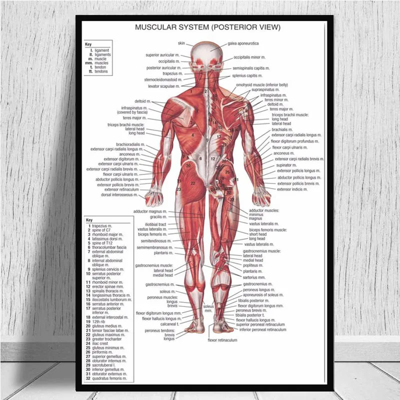 Анатомическая карта Анатомия Человеческого Тела Медицинский художественный постер Картина Настенная картина для домашнего декора плакаты и принты