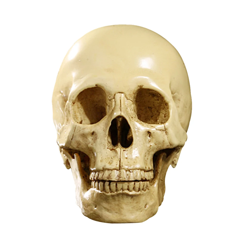 1:1 Human Skull Resin Model Anatomical Medical Teaching Skeleton Yellow