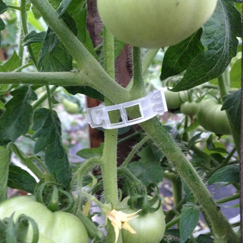 10 шт. томатные овощи садовые растения Поддержка Зажимы binder решетки шпагат 24 мм Садовые принадлежности