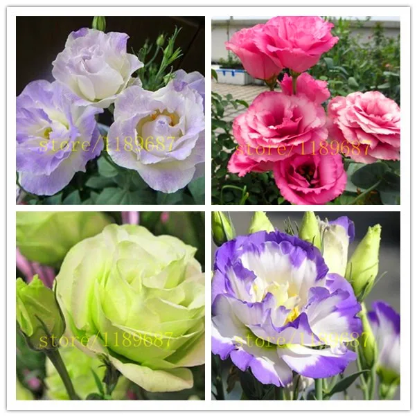 100 pcs Eustoma Seeds Perennial Flowering Plants Plants Potted Flowers Seeds Lisianthus Seeds