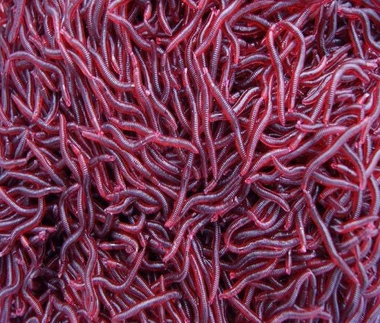 3.5cm Red Earthworm Maggot Soft Plastic Fishing Lure Artficial Bait Bionic Red Worm Fishy smell for Fishing 50Pcs Rompin
