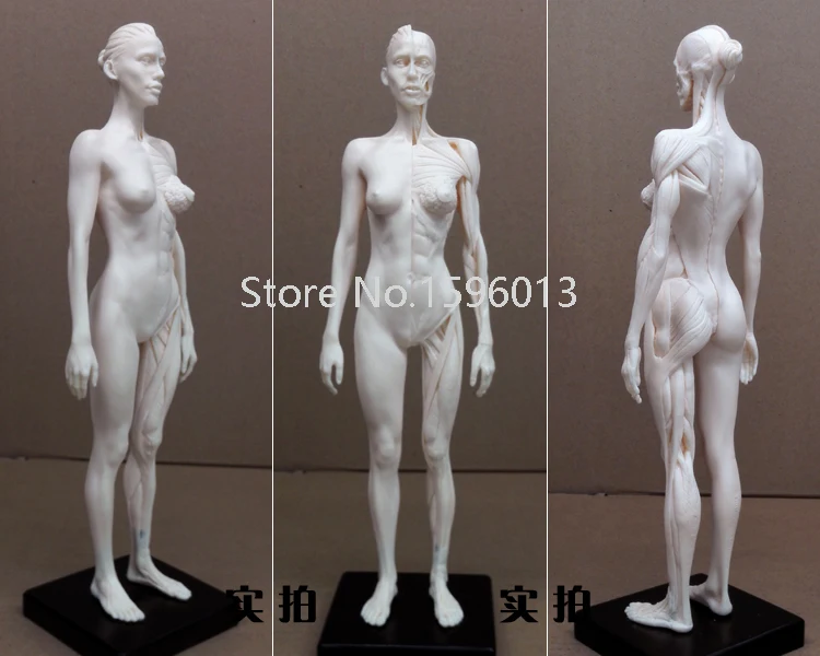 30 см человеческая Женская художественная модель медицинская мышечная анатомическая/анатомическая структура модель художника рисунок
