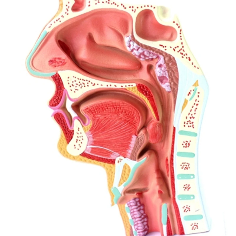 Человеческая анатомическая носовая полость, анатомия горла, медицинская модель для обучения в школьной школе, обучающая медицинская